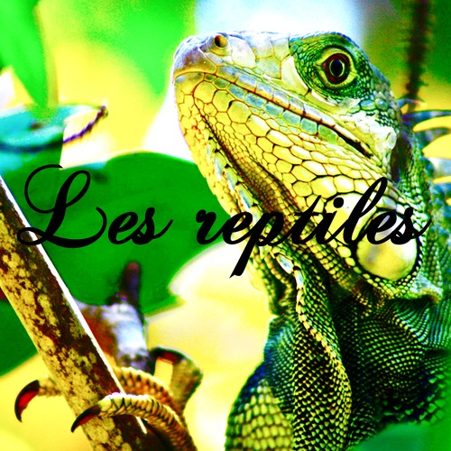 Reptiles et amphibiens