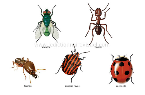Les insectes en espagnol