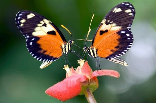 Le papillon Monarque (1)