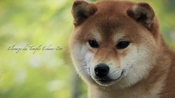 Le Shiba Inu
