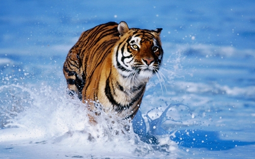 Ancienne série TV : Sandokan, le tigre de Malaisie - 11A