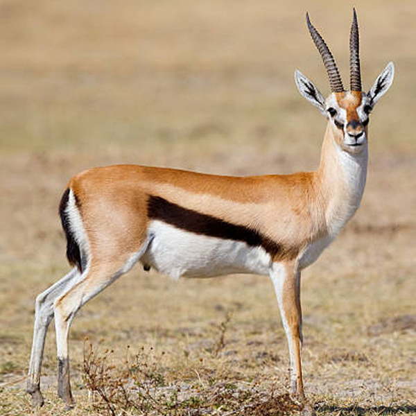 Gazelle‚ quokka