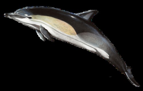Le dauphin (commun à bec court)