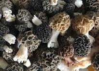 Les champignons (9)