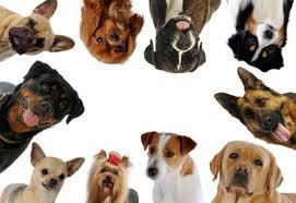 Quelle race de chiens provient de quel pays?