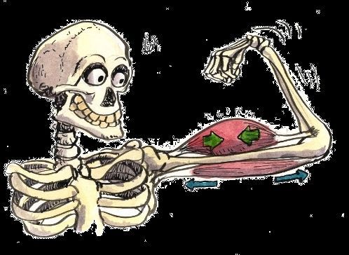 Les os du corps humain (2)