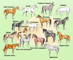 Connais-tu les races de chevaux ?