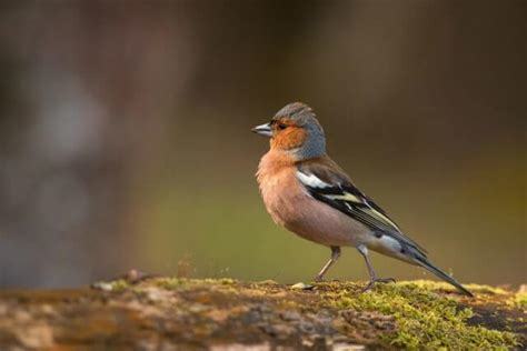 Oiseaux en voie de disparition