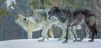 Le loup dans la culture populaire 1/4