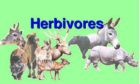 Carnivore, omnivore, herbivores...