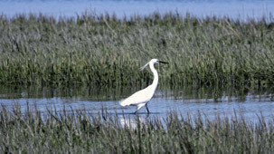 Le parc ornithologique du Teich dans le bassin d'Arcachon - 2A