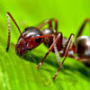 La fourmi (1ère partie)