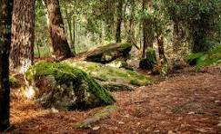 Les forêts françaises (1)