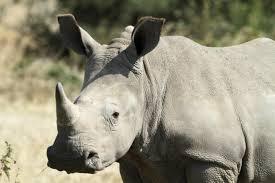 Le manchot‚ le rhinocéros