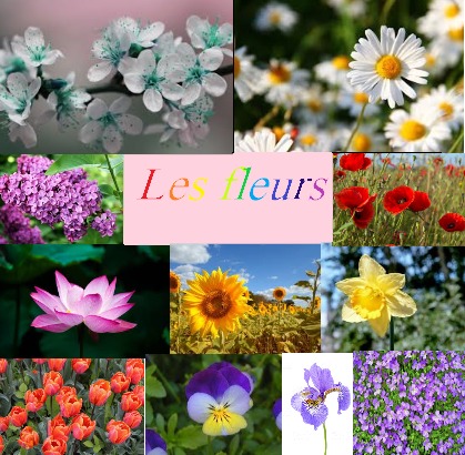 Anglais : Les fleurs (2)