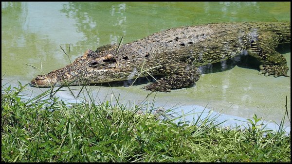 L'Élan, le crocodile