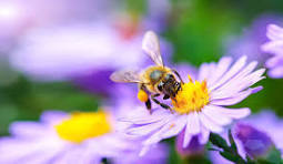 Les abeilles - bzz-bzz-bzz (2)