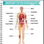 Anatomie du corps humain (2)