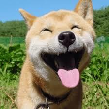 Chien : vrai faux insolite 1
