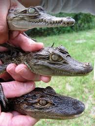 Dans la peau d’un alligator !