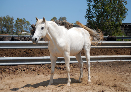 Le blanc (16) : le cheval blanc - 3A