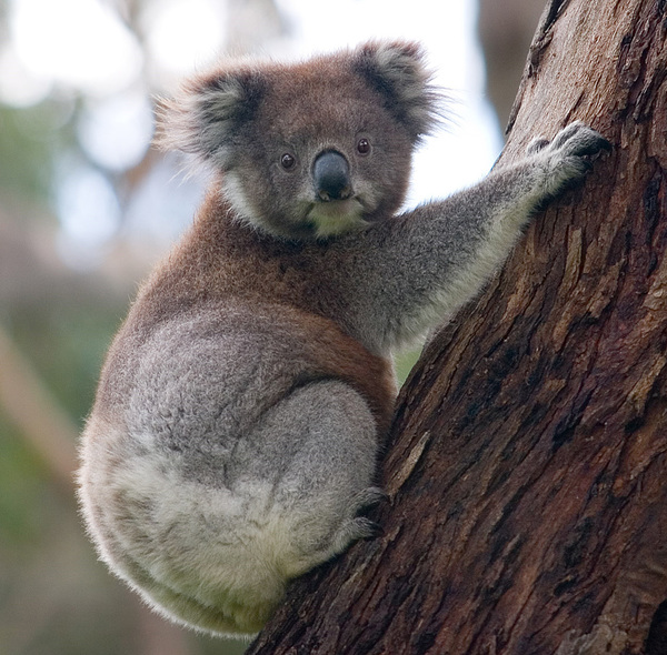Dans la peau d’un koala !