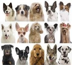 Connais-tu bien les races de chiens ?