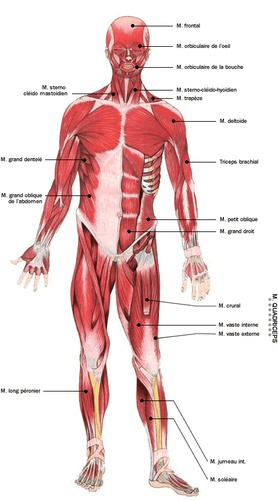 Les muscles (2) - 9A