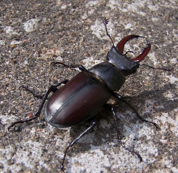 Le scarabée‚ la taupe