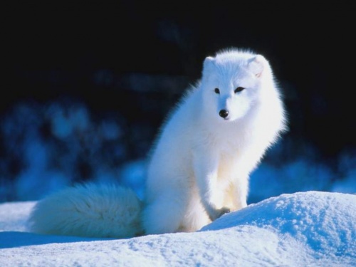 Le blanc (7) : le renard polaire - 3A