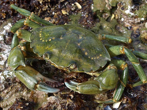 Le crabe vert - 2A
