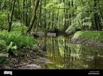 Les forêts françaises (1)