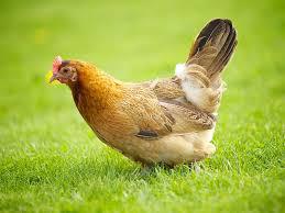 La poule Ayam Cemani