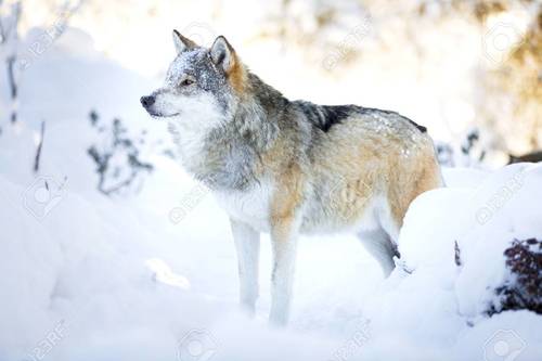 Wolf Blood : Le secret des loups