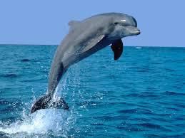 Les dauphins (1)