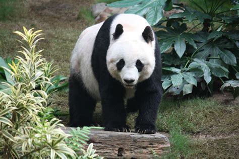 Le panda - Partie 1