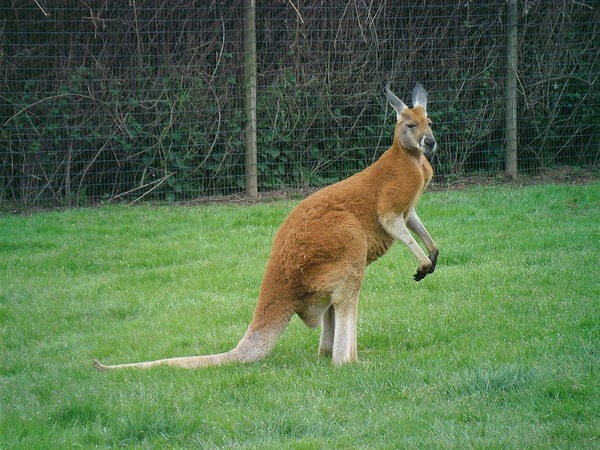 Dans la peau d’un kangourou !