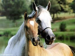 Pour les amoureux de chevaux !