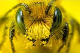 Mouche ou abeille ?