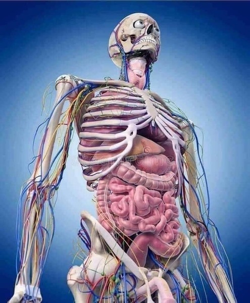 Anatomie, médecine