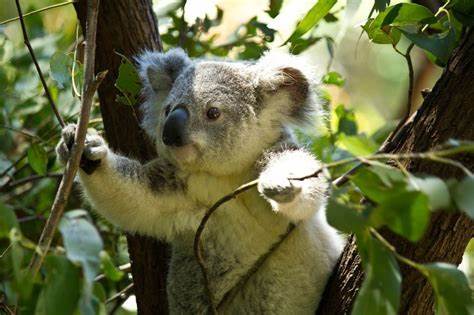 Koala, dauphin