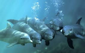 Les dauphins.