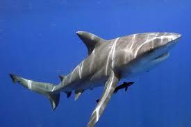 Le Guépard, le grand requin blanc
