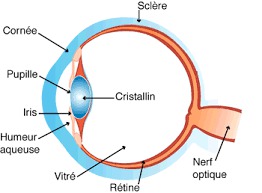 Les différentes parties de l'oeil