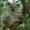 Le koala n°2