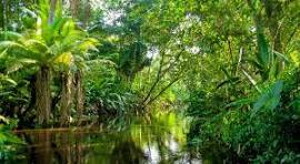 Les forêts françaises (3)