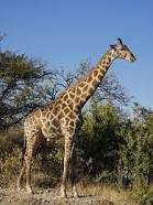 Les girafes -Vrai ou faux ?