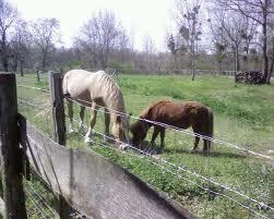 Poney et cheval