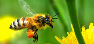 Les abeilles