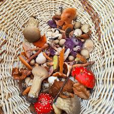 Quiz sur les champignons